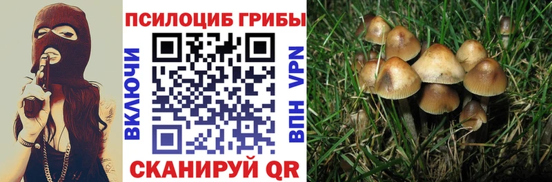 Купить  Покачи  Галлюциногенные грибы Cubensis 